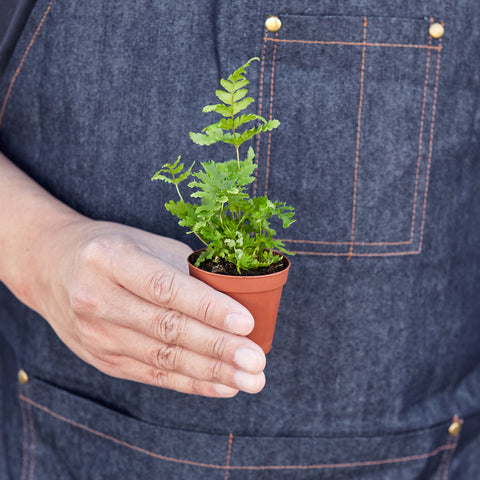 Autumn Fern, additional product view 2