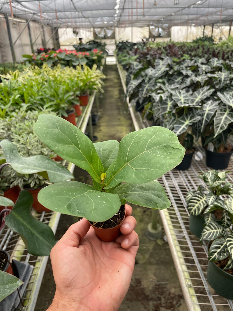 Load image into Gallery viewer, Ficus Lyrata 'Fiddle Leaf Fig'
