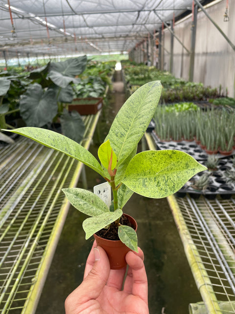 Ficus 'shivereana' (Moonshine), additional product view 2