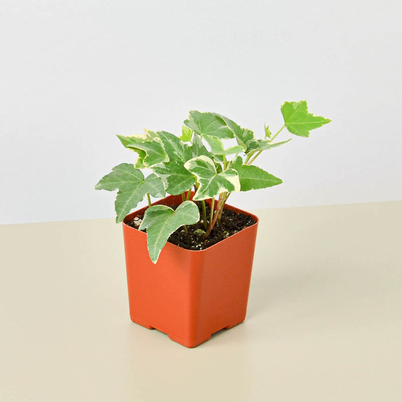 Load image into Gallery viewer, English Ivy 'Glacier'
