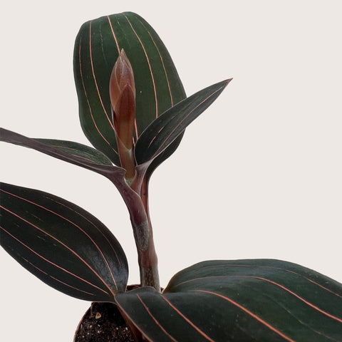 Ludisia Discolor, additional product view 2