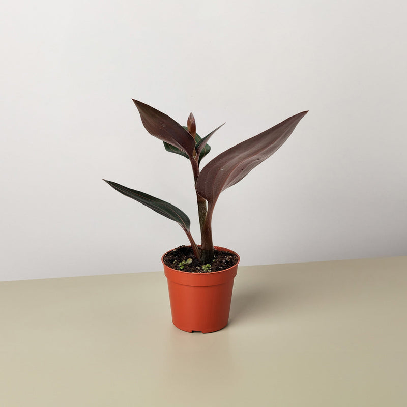 Load image into Gallery viewer, Ludisia Discolor
