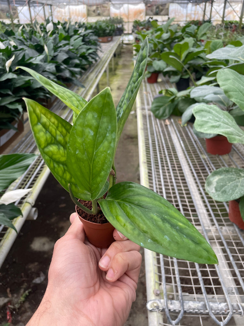 Load image into Gallery viewer, Monstera 'Peru'
