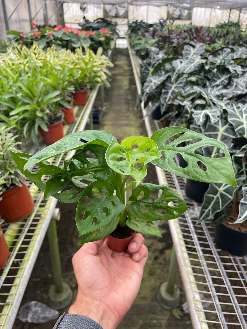Load image into Gallery viewer, Monstera Adansonii 'Swiss Cheese'
