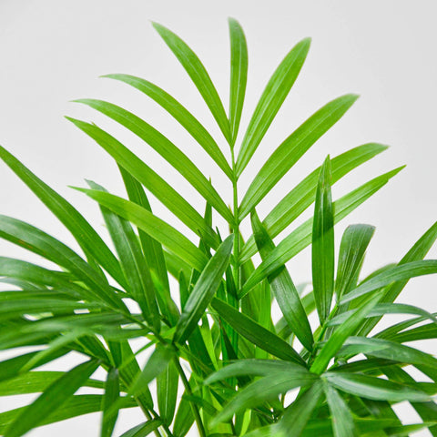Parlor Palm, additional product view 2