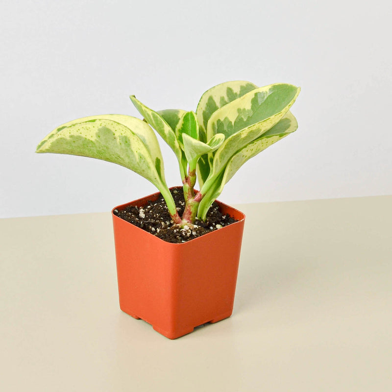 Load image into Gallery viewer, Peperomia 'Marble'
