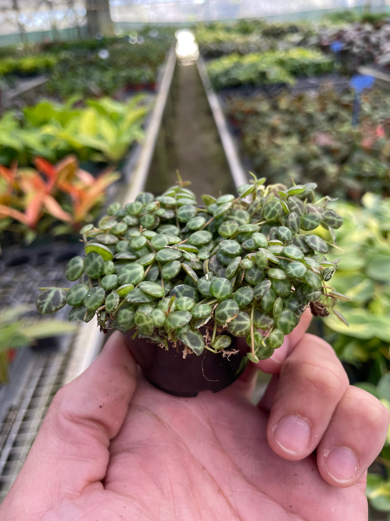 Load image into Gallery viewer, Peperomia Prostrata 'String of Turtles'

