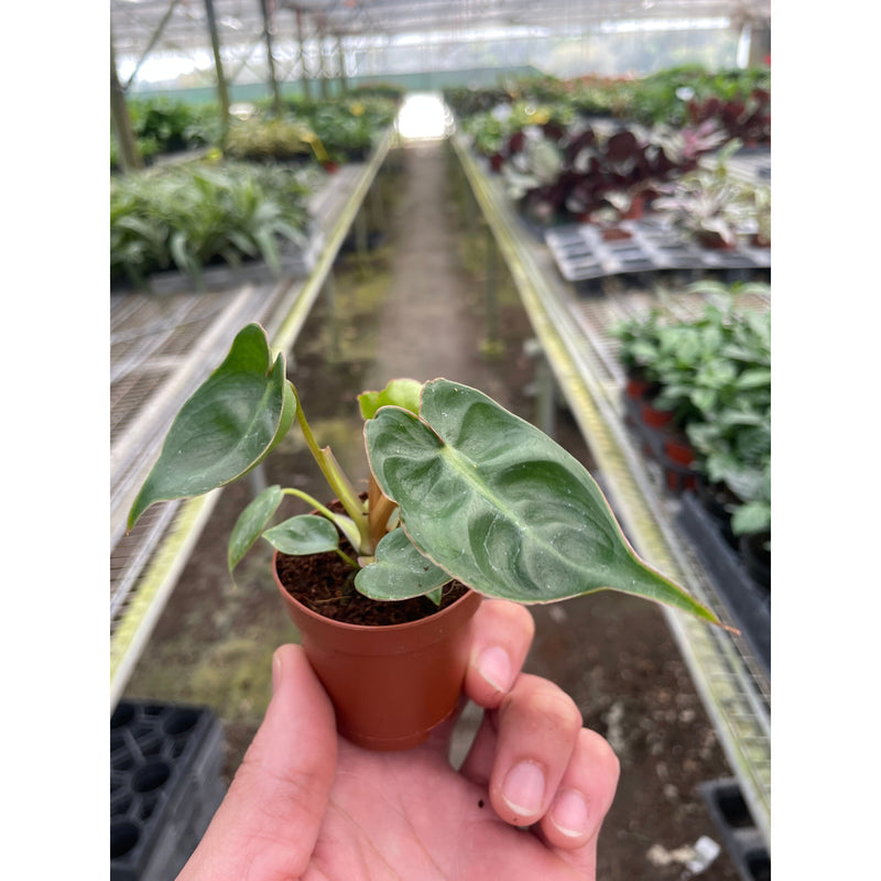 Load image into Gallery viewer, Philodendron 'Billietiae'

