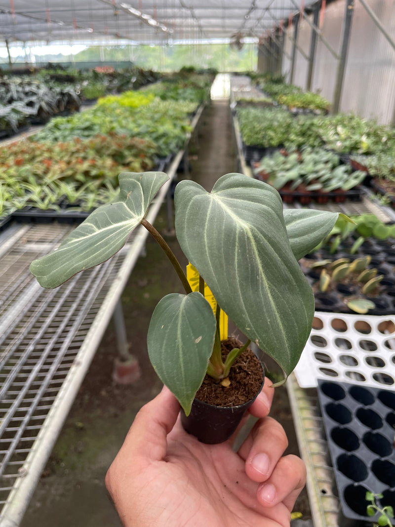 Load image into Gallery viewer, Philodendron 'Gloriosum'

