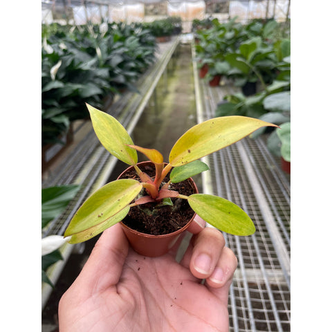 Philodendron 'Orange Marmalade', additional product view 2