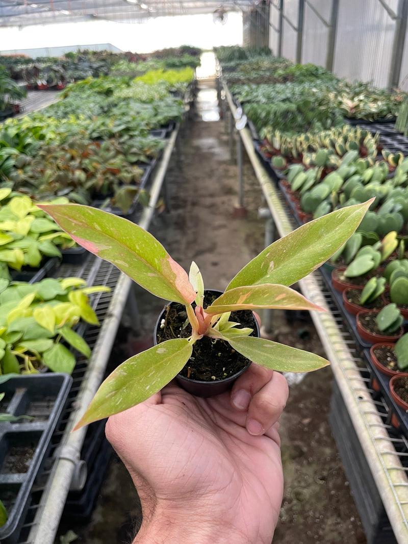 Load image into Gallery viewer, Philodendron 'Variegated Ring of Fire '

