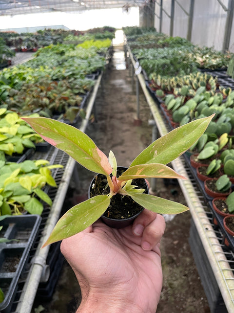 Philodendron 'Variegated Ring of Fire ', additional product view 2