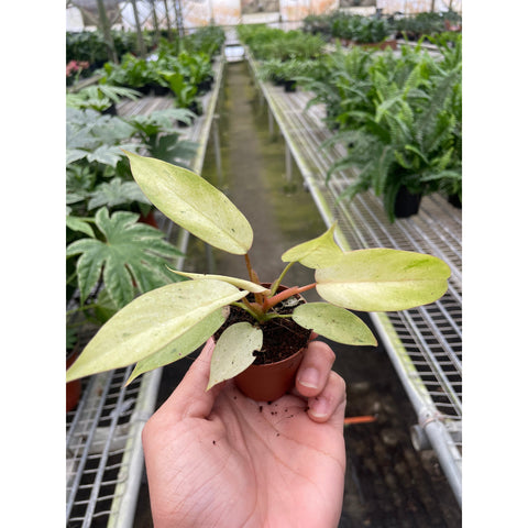 Philodendron 'Snowdrift', additional product view 2