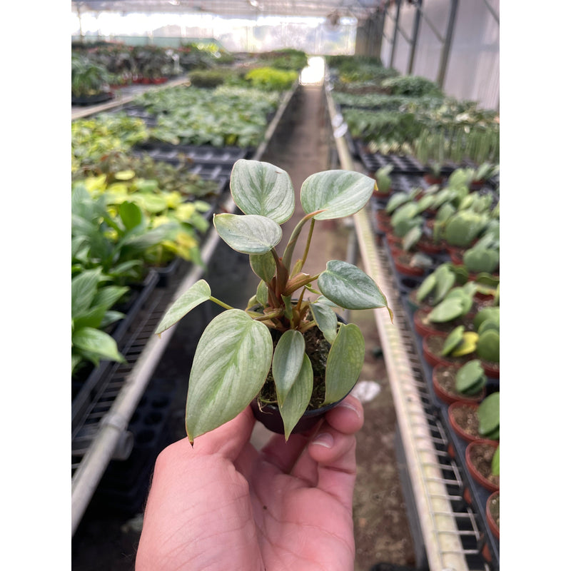 Load image into Gallery viewer, Philodendron 'Sodiroi'
