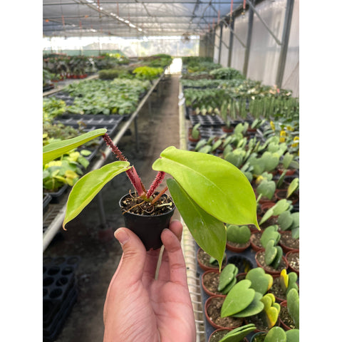 Philodendron Squamiferum