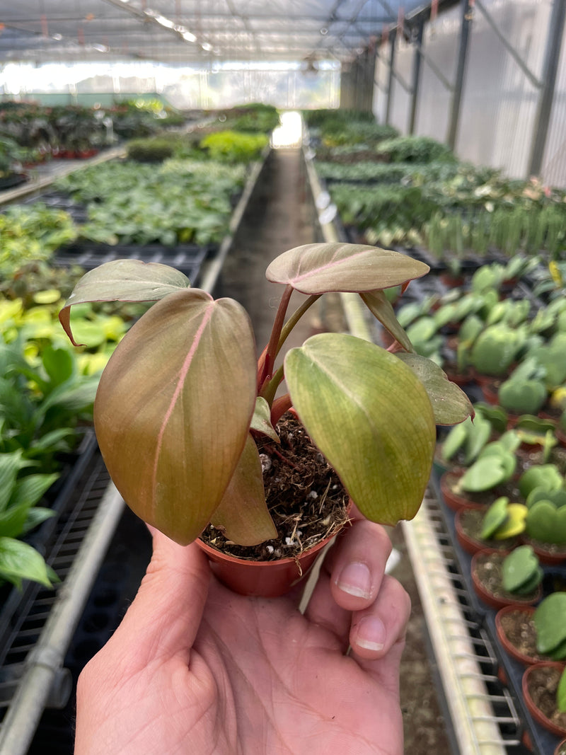 Load image into Gallery viewer, Philodendron 'Summer Glory'
