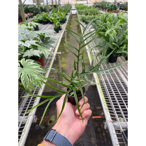 Philodendron 'Tortum', additional product view 2