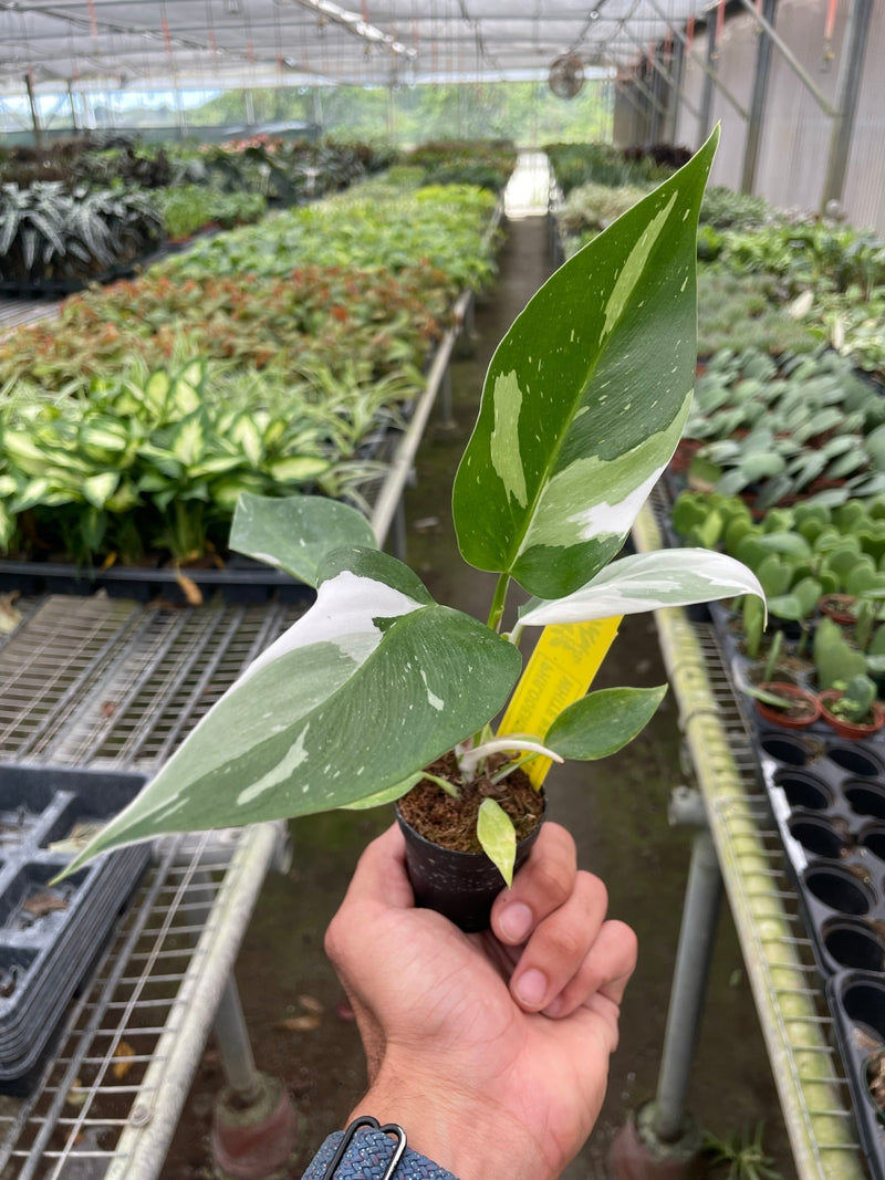Load image into Gallery viewer, Philodendron 'White Princess'
