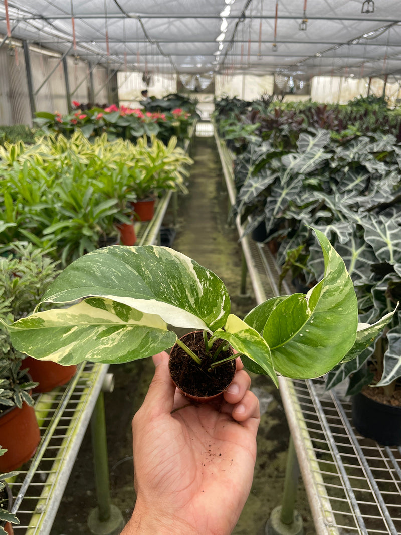 Load image into Gallery viewer, Pothos 'Albo Variegata'
