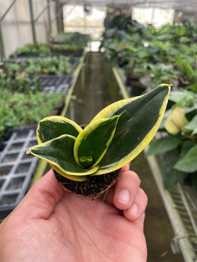 Load image into Gallery viewer, Snake Plant 'Black Gold'
