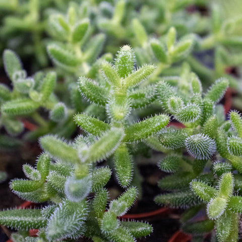 Delosperma echinatum 'Pickle Plant', additional product view 2