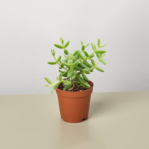 Delosperma Echinatum, Pickle Plant