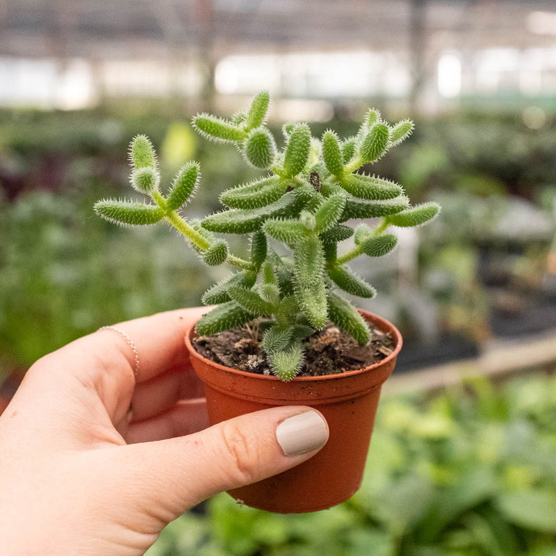 Load image into Gallery viewer, Delosperma echinatum 'Pickle Plant'
