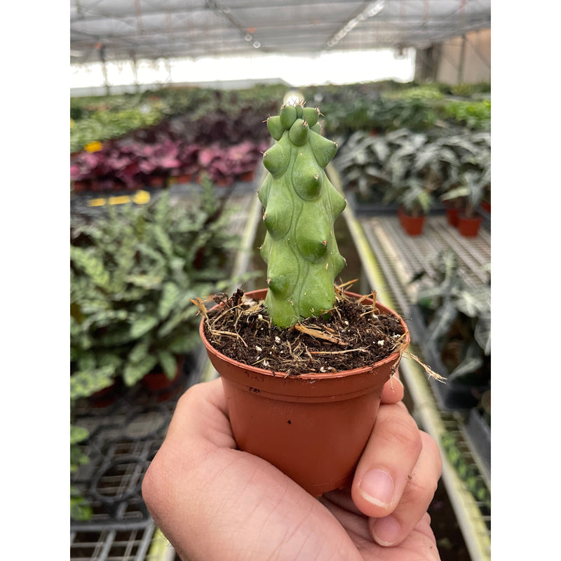 Load image into Gallery viewer, Boobie Cactus
