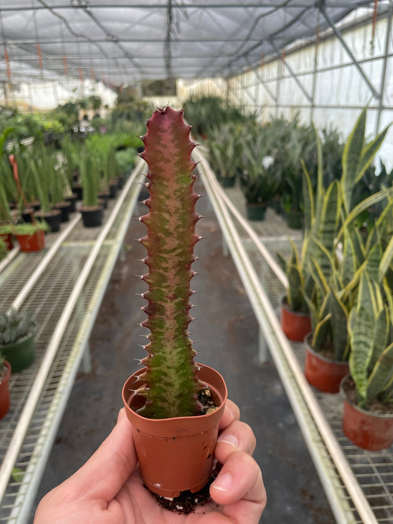Load image into Gallery viewer, Succulent Euphorbia 'Trigona Rubra'
