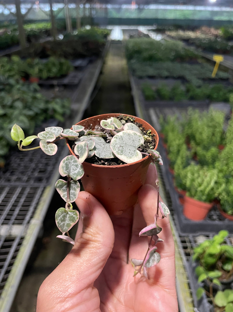 Load image into Gallery viewer, String of Hearts Variegated
