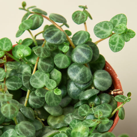 Peperomia Prostrata 'String of Turtles', detail view