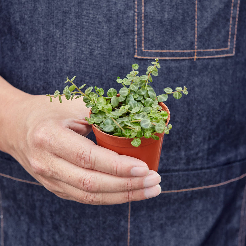 Load image into Gallery viewer, Peperomia Prostrata 'String of Turtles'
