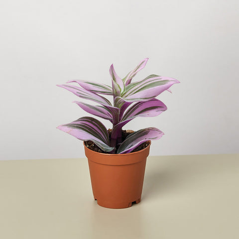 Tradescantia Nanouk