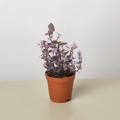 Tradescantia Callisia Pink Panther
