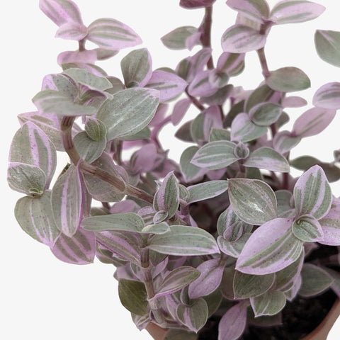 Tradescantia Callisia 'Pink Panther', additional product view 2