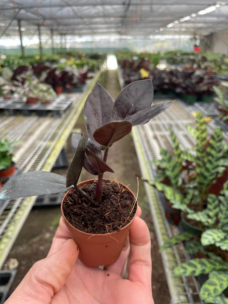 Load image into Gallery viewer, ZZ Zamioculcas 'Black Queen'

