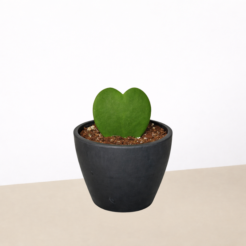 Load image into Gallery viewer, Hoya 'Sweetheart'
