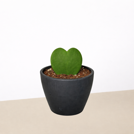 Hoya 'Sweetheart'