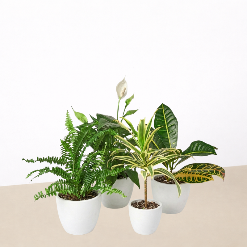 Load image into Gallery viewer, Air Purifying Variety Bundle
