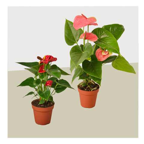 2 Anthurium variety pack, 4-inch pots