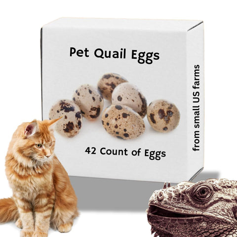 Whole quail eggs, detail view