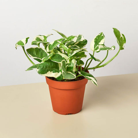 Pothos N'joy