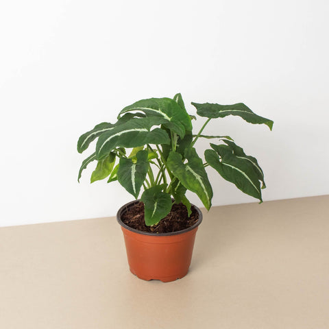 Syngonium Wendlandii Black Velvet