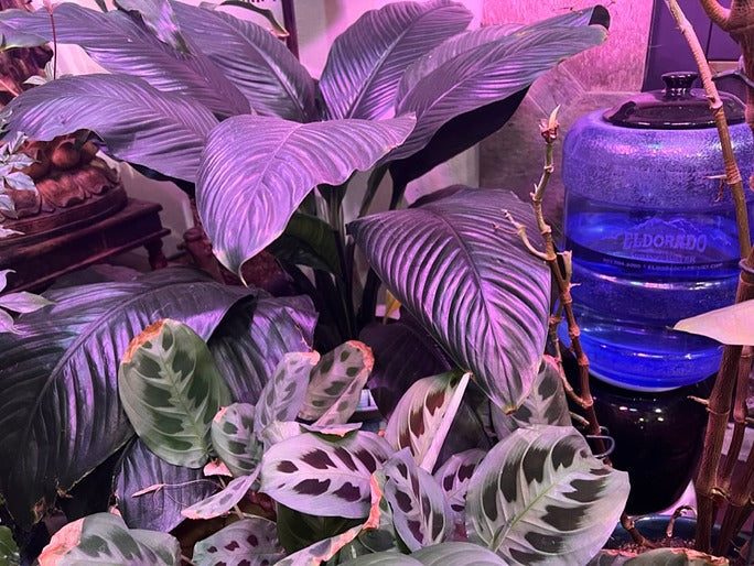 Load image into Gallery viewer, 2-month Vacation Watering Kit
