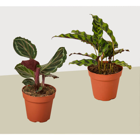 2 Calathea plant variety pack, 4-inch pots