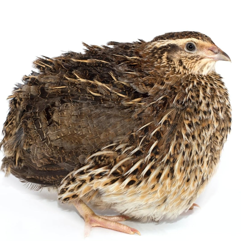 Load image into Gallery viewer, 36 Quail Eggs for Hatching - Fertile Coturnix Selection Hens Choice, AI &amp; NPIP Certified, Sustainably Sourced from Family-Run Farms, Farm Fresh Delivery with Minimal Breakage
