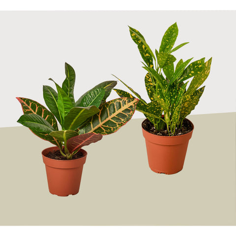 2 Croton variety pack, 4-inch pot