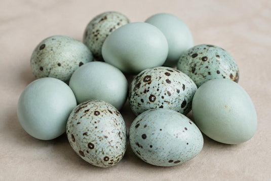 Jumbo Celadon Coturnix Hatching Eggs