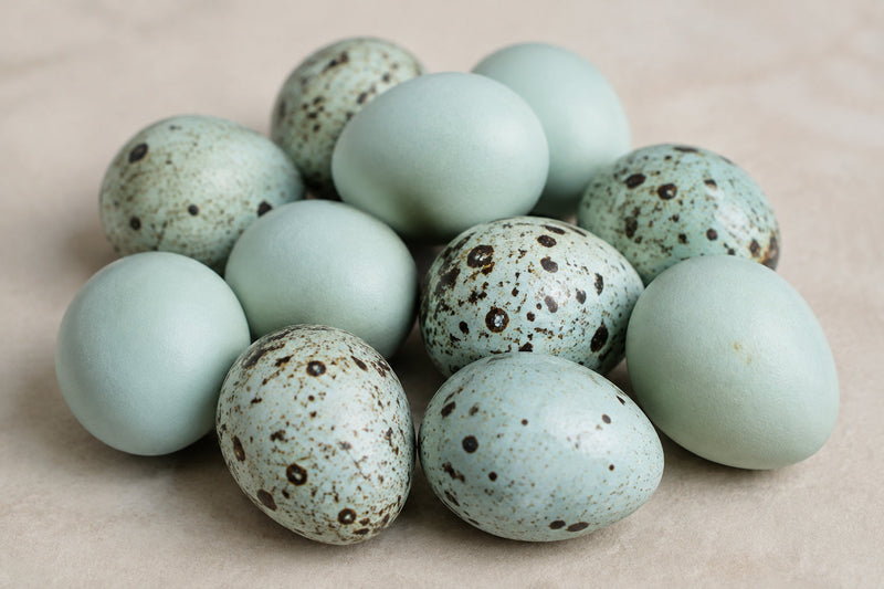 Load image into Gallery viewer, Jumbo Celadon Coturnix Hatching Eggs - true blue layers
