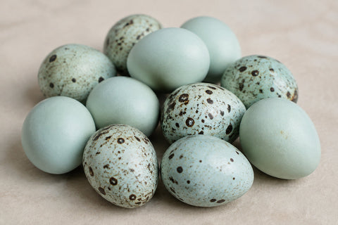 Jumbo Celadon Coturnix Hatching Eggs - true blue layers